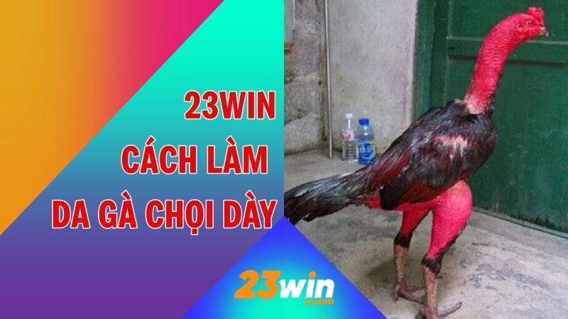 cách làm da gà chọi dày